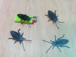 Cockroach