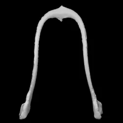 Crow furcula
