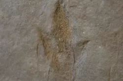 Dinosaur Footprint Fossil