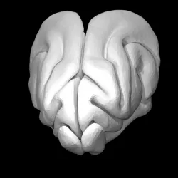 Ferret Brain