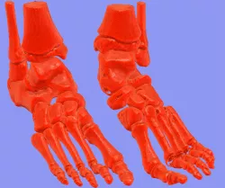 foot bone