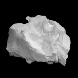 Human ethmoid