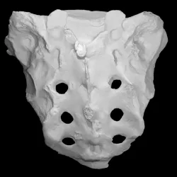 Human Skeleton Sacrum Bone, High Resolution Anatomy Scan