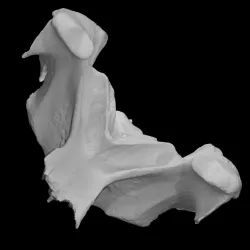 Leatherback Turtle Skull Fragment (VCU_3D_1747)