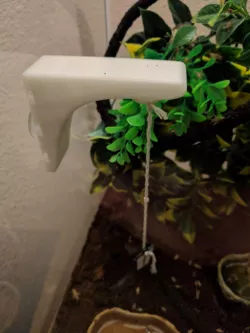 lizard perch