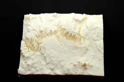 Map 3D Cañon del Colorado EEUU