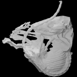 Mummified oppossum