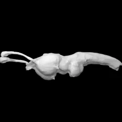 Nile Crocodile Brain