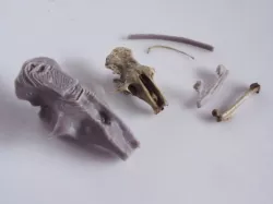 Owl Pellet Discovery Kit
