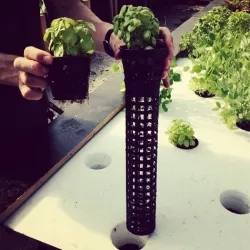 Root shield for aquaponics system. Prevents fish from eating roo