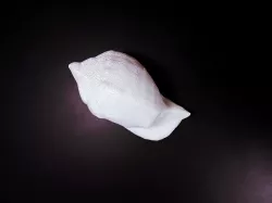 Sea Shell