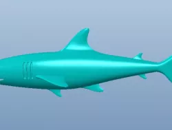 shark