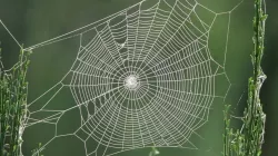 Spider Web