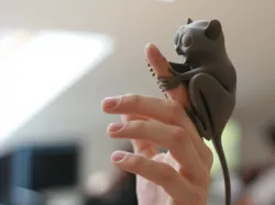 Tarsier