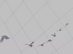 The Raven. A flock of birds