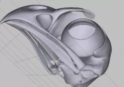 The skull hawk