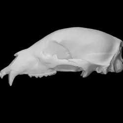Bear Skull
