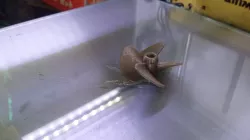 Boat Propeller (RC)