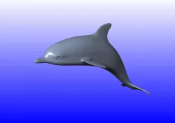 DOLPHIN
