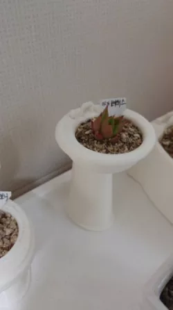 flower pot