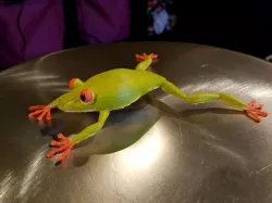 Gliding Leaf Frog