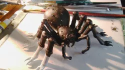 Jba Fofi(Giant Spiders of the African Congo)