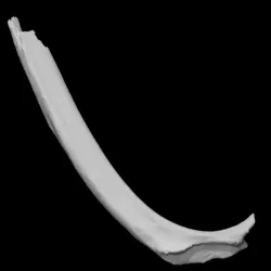 Pig Rib