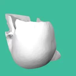 Skull Candy Bucket