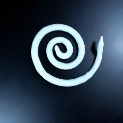 snake in a coil