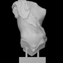 Torso