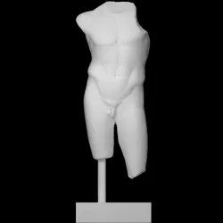 Torso