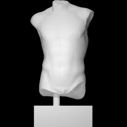 Torso