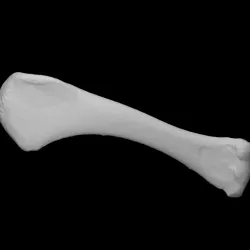 Turkey Humerus, Right