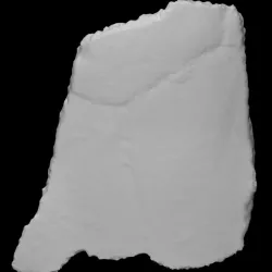Turtle Carapace Fragment