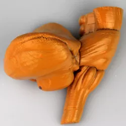 Brain Stem and Posterior Lobe of the Cerebullum