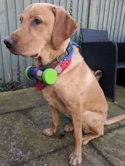 Coopers Can - Upcycled 250ml drinks can into a canine carry pod