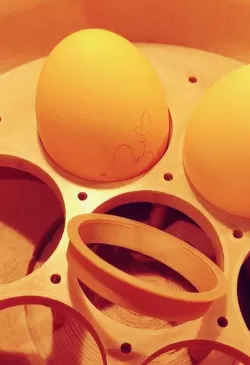 Eggsbox