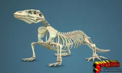 Komodo Dragon Skeleton 1:5 Scale