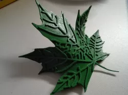Maple Leaf