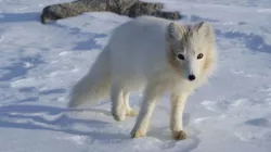 Renard