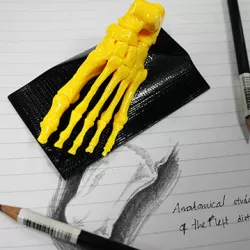 Skeletal Foot