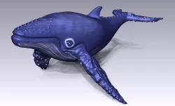 Whale
