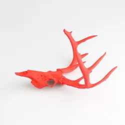 Aged Whitetail Deer Skull Helm