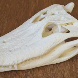 Alligator Skull