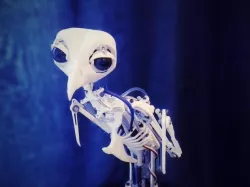 Animatronic Bird Armature (head sold separatly)