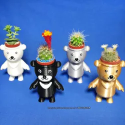 BEAR BRAVO Potted plants