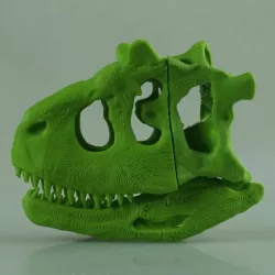 Carnotaurus Skull