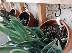 Clay Pot Plant Hanger