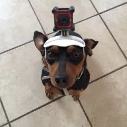 DogeVision!