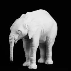 Elephant, Natural History Museum